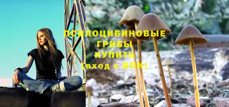 Псилоцибиновые грибы Cubensis  Пыталово 